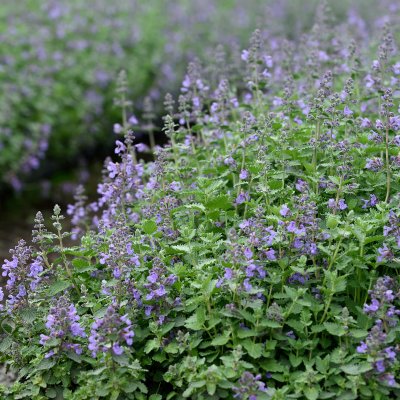 Nepeta faassenii Junior Walker ®, Kantnepeta / Kattmynta