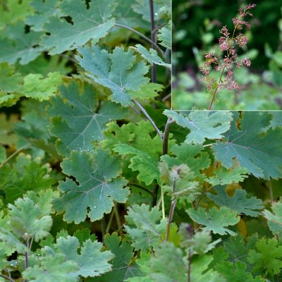 Macleaya cordata, Vippvallmo, P9cm