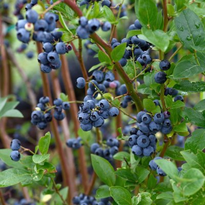 Vaccinium corymbosum Olle ®, Blåbär