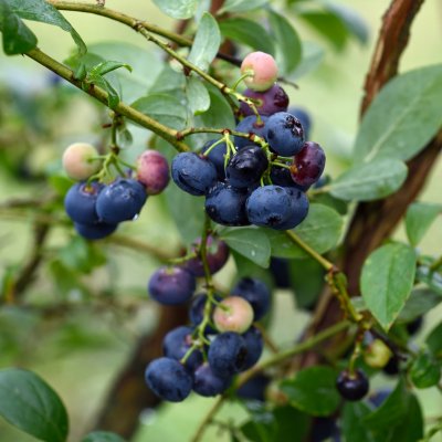 Vaccinium corymbosum Pelle ® E, Amerikansk Blåbär
