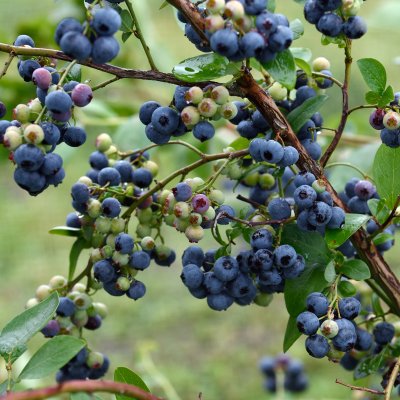 Vaccinium corymbosum Duke, Amerikansk Blåbär