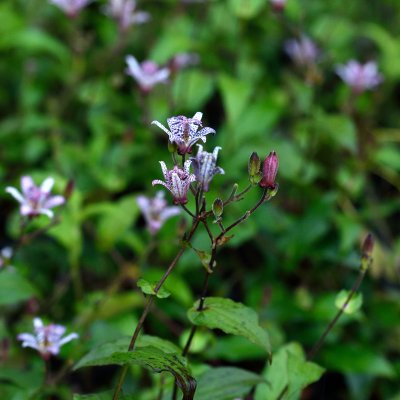 Tricyrtis hirta, Hårig Skugglilja, P9cm