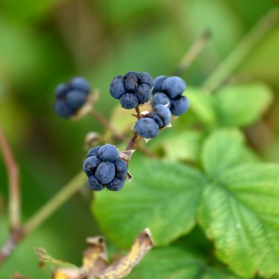 Rubus caesius