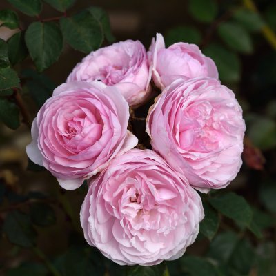 austin Olivia Rose (Ausmixture), Engelsk Buskros, barrot 1st