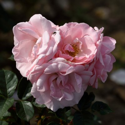 floribunda Astrid Lindgren ® (Pouluf), Floribundaros, C4