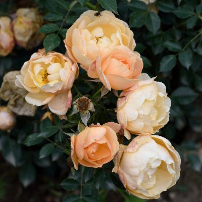 Rosa Amber Cover ®