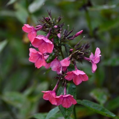Phlox paniculata Orange Perfection, Höstflox
