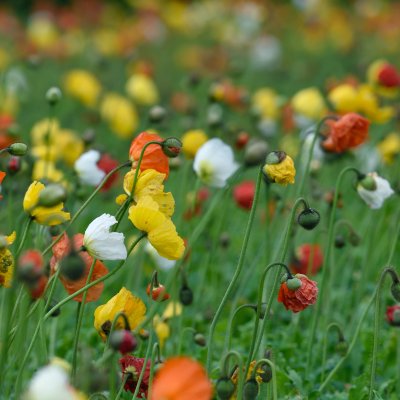 Papaver croceum Gartenzwerg, Sibirisk Vallmo