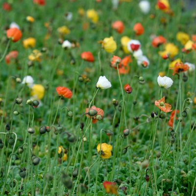 Papaver croceum Gartenzwerg, Sibirisk Vallmo