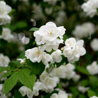 Philadelphus x viriginalis Virginal, Kameliaschersmin