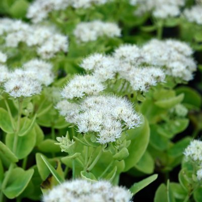 Hylotelephium spectabile Stardust, Kinesisk Kärleksört