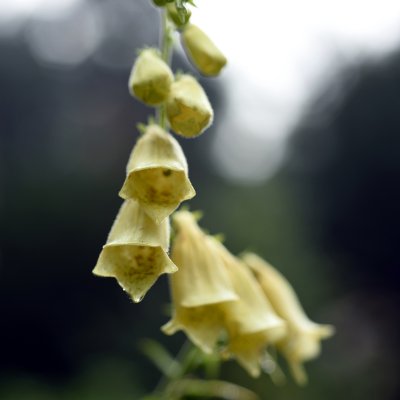 Digitalis grandiflora Dwarf Carillon