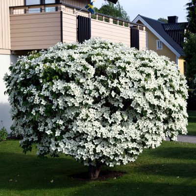Cornus kousa, Koreansk Blomsterkornell