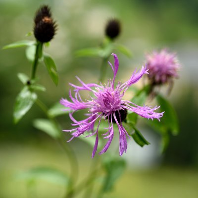 Centaurea scabiosa