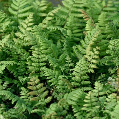 Dryopteris lepidopoda, Rostbräken