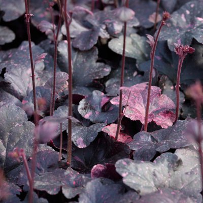 Heuchera hybr. Midnight Rose ®, Alunrot