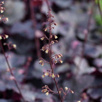 Heuchera hybr. Midnight Rose ®, Alunrot
