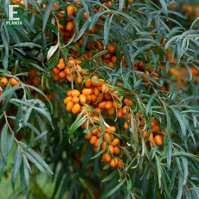 Hippophae rhamnoides Lotta ® E, Havtorn, busk C3,5