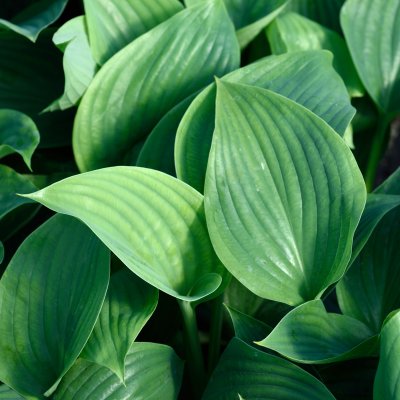 Hosta hybr. Empress Wu ®, Funkia
