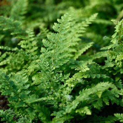 Polystichum setiferum Herrenhausen, Spetsbräken