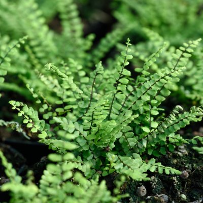 Asplenium trichomanes, Svartbräken
