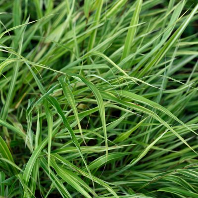 Hakonechloa macra Albostriata, Hakonegräs