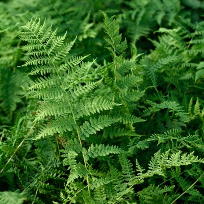 Athyrium filix-femina var. angustum Lady in Red, Majbräken