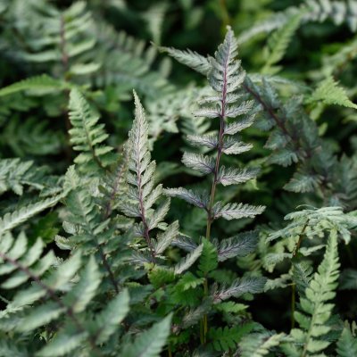 Athyrium niponicum Red Beauty, Regnbågsbräken