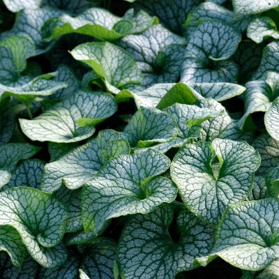 Brunnera macrophylla Alexander´s Great ®, Kaukasisk Förgätmigej