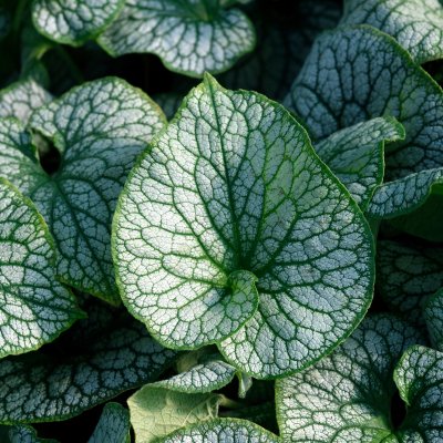 Brunnera macrophylla Alexander´s Great ®, Kaukasisk Förgätmigej