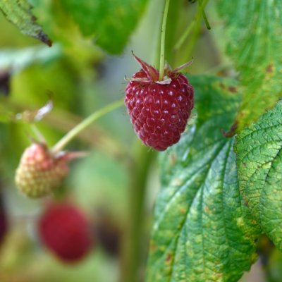 Rubus idaeus Polka, Hösthallon