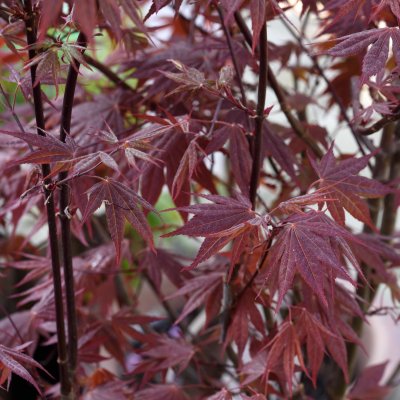 Acer palmatum Atropurpureum, Japansk Blodlönn