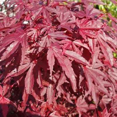 Acer palmatum Bloodgood, Japansk Blodlönn