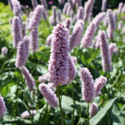 Bistorta officinalis Superba, Stor Ormrot, SQ1