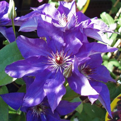 patens The President, Klematis Storblommig, C2