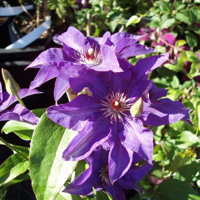 patens The President, Klematis Storblommig, C2