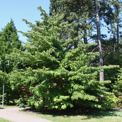 Cornus controversa, Pagodkornell