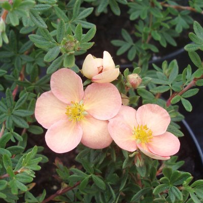Dasiphora fruticosa Daydawn, Ölandstok