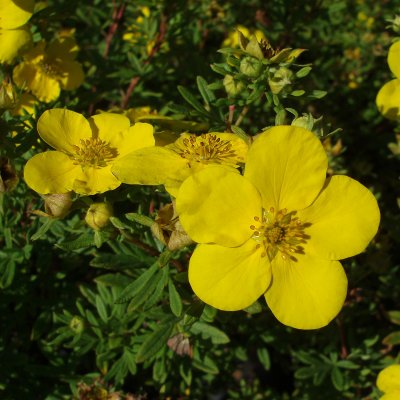 Dasiphora fruticosa Goldfinger, Ölandstok