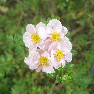 Dasiphora fruticosa Pink Queen