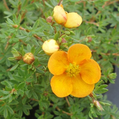 Dasiphora fruticosa Tangerine
