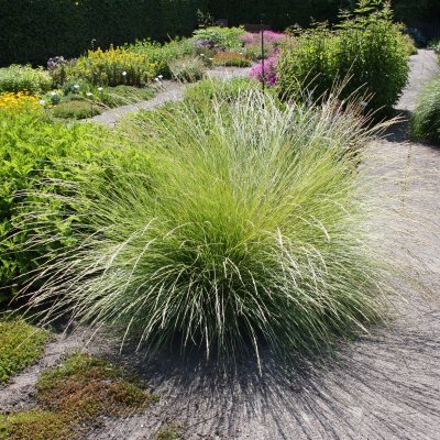 Festuca mairei, Atlassvingel