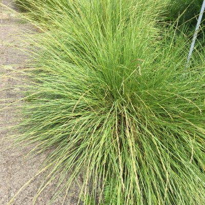 Festuca mairei, Atlassvingel