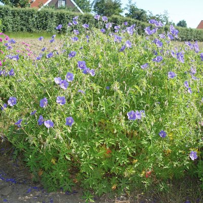 Geranium hybr. Brookside