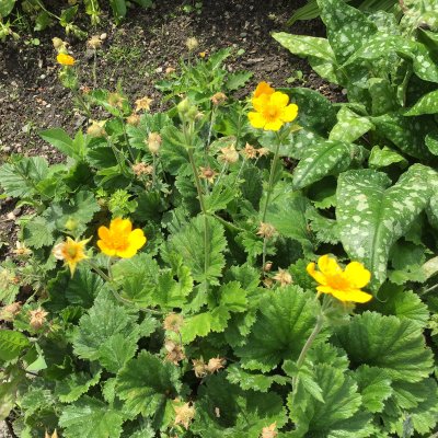 Geum montanum Diana, Bergnejlikrot