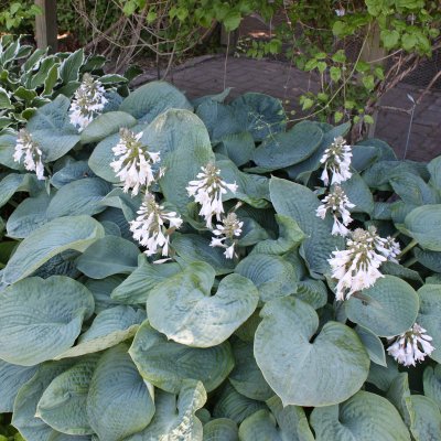 Hosta sieboldiana