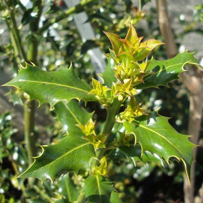 Ilex aquifolium Alaska