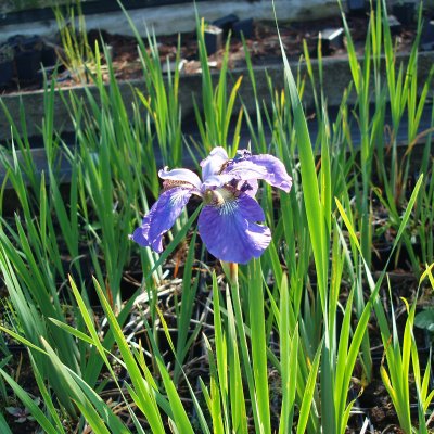 Iris sibirica Blue Moon