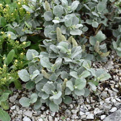 Salix lanata, Ullvide