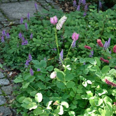 Sanguisorba obtusa, Rosenpimpinell